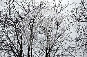 Tree branches without leaves with winter cloudy grey sky on background