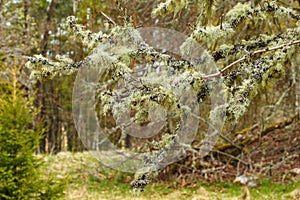 Tree branches with lichen photo