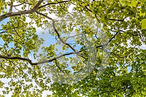 Tree branches looking up with green leaves and blue sky