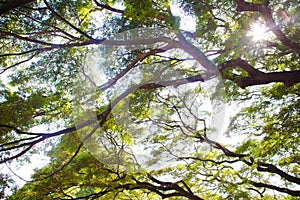 Tree branches looking up with green leaves and blue sky