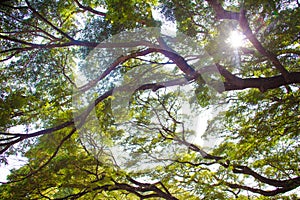 Tree branches looking up with green leaves and blue sky