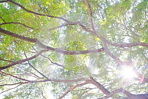 Tree branches looking up with green leaves and blue sky