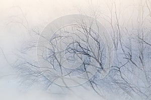 Tree Branches in Mist