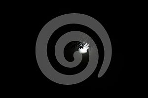 Tree branches in moon light in night