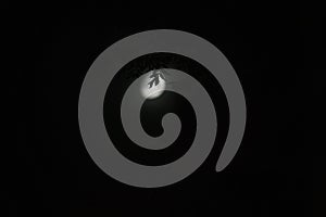 Tree branches in moon light in night