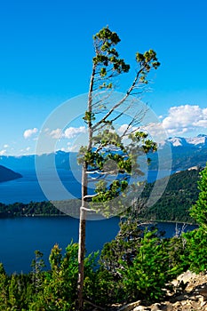 Tree branches with the Nahuel Huapi Lake in the Background