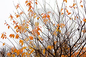 Tree branches with orange and yellow leaves