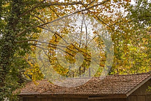 Tree branches over the tiled roof of a country house strewn with dry autumn leaves