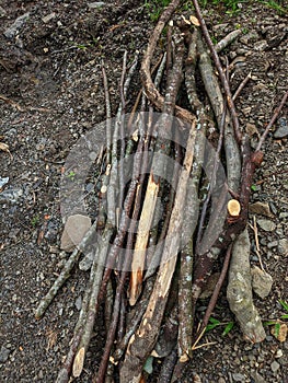 tree branches that people collect to burn