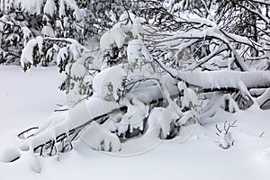 Tree branches, pine needles covered in snow. Fresh snow on ground.