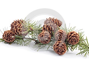 Tree branches with pinecones in autumn