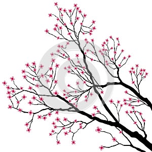 Tree Branches with Pink Flowers