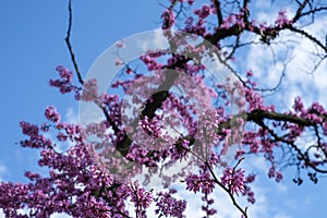 Tree branches with pink flowers against the blue sky