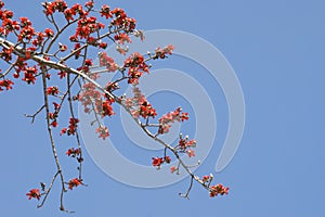Tree Branches with Prolific Red Flowers of Bombax ceiba, Cotton Tree on Blue Sky Background