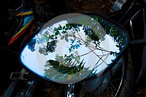 Tree branches reflect in the rearview mirror