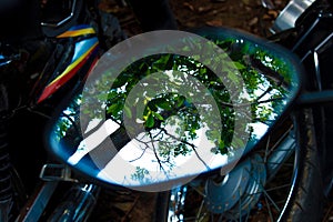 Tree branches reflect in the rearview mirror