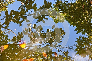 Tree branches reflection in the lake water