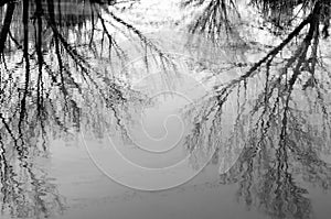 Tree branches reflexion