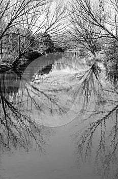 Tree branches reflexion