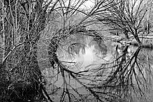 Tree branches reflexion