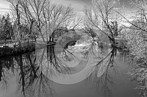 Tree branches reflexion