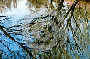 Tree branches reflexion