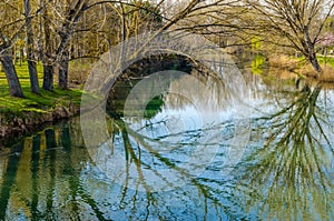 Tree branches reflexion