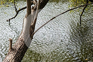 Tree branches relate to water on top