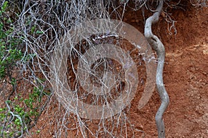 Tree Branches and roots on a rocky ground surface. Red Brown Gravel Texture. A rocky ground surface.