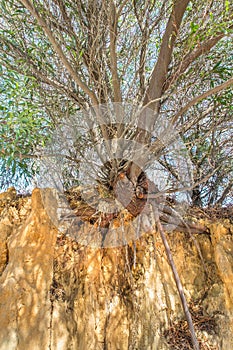 Tree with branches and roots on steep cliff