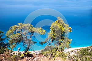 Tree branches with sea