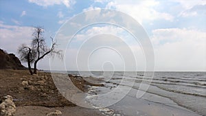 Tree with branches on seashore, waves and sky background. Video. Dead trees create a boneyard or grave yard for trees