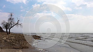 Tree with branches on seashore, waves and sky background. Video. Dead trees create a boneyard or grave yard for trees