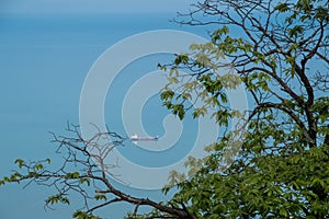 Tree branches and ship on blue horizon