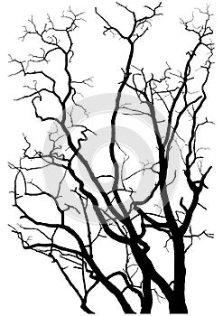 Tree branches silhouette