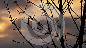 Tree branches silhouette against sunset skies and clouds