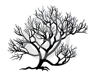 Tree branches silhouette black on white background