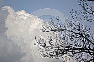 TREE BRANCHES SILHOUETTE AND CLOUD