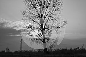 Tree branches silhouette in the countryside sunset, wintertime. Black and white photo