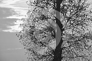 Tree branches silhouette in the countryside sunset, wintertime. Black and white photo