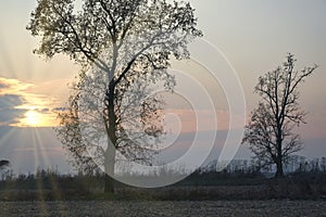 Tree branches silhouette in the countryside sunset, wintertime. Color image