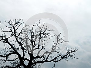 Tree branches silhouetted