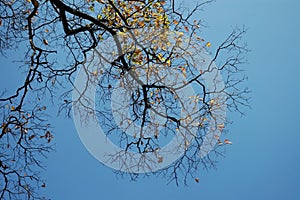 Tree branches with sky on background