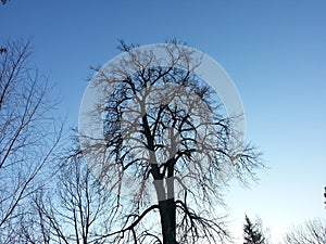 Tree branches on sky background