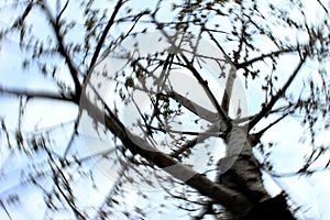 Tree branches and sky circling