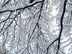 Tree branches in the snow