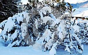 Tree branches and snow, natural background in brown hues