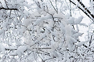 Tree branches in the snow in winter against the background of the serogoneb. Snowfall in cold winter.