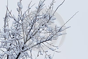 Tree branches in the snow in winter against the background of the serogoneb. Snowfall in cold winter.