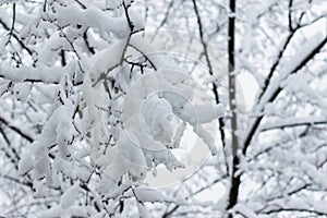 Tree branches in the snow in winter against the background of the serogoneb. Snowfall in cold winter.